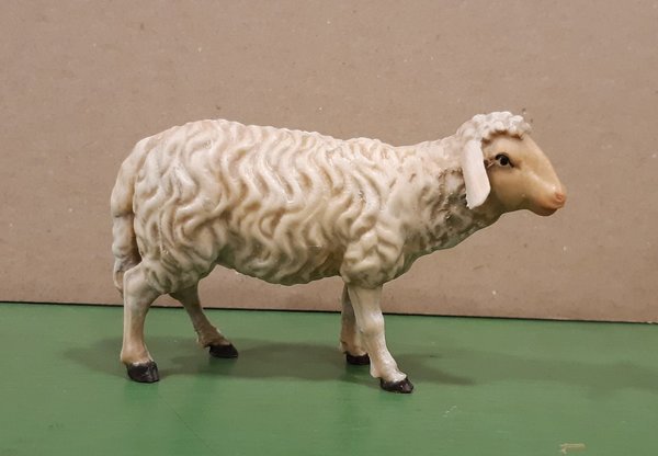 Schaf gerade schauend