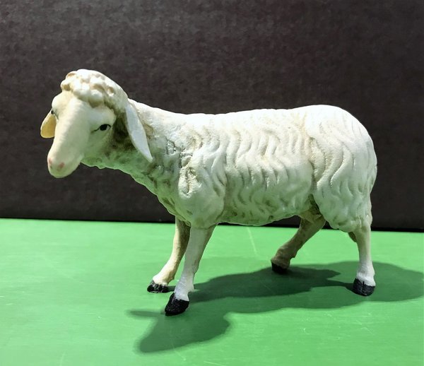 Schaf seitlich schauend