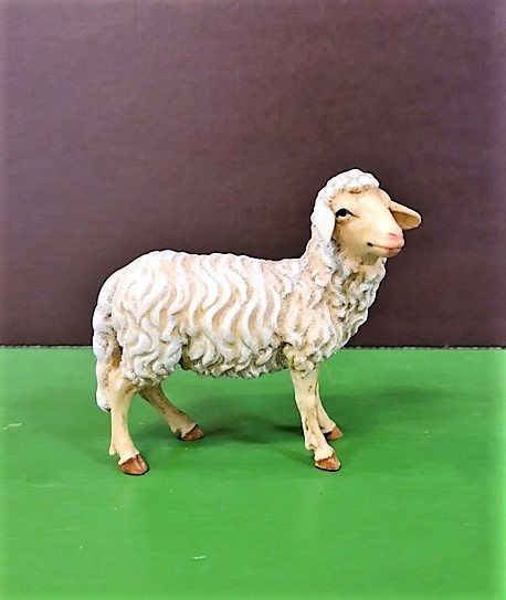 Schaf seitlich schauend