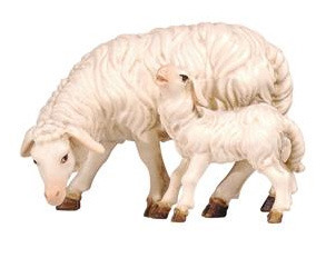 Schaf äsend mit Lamm