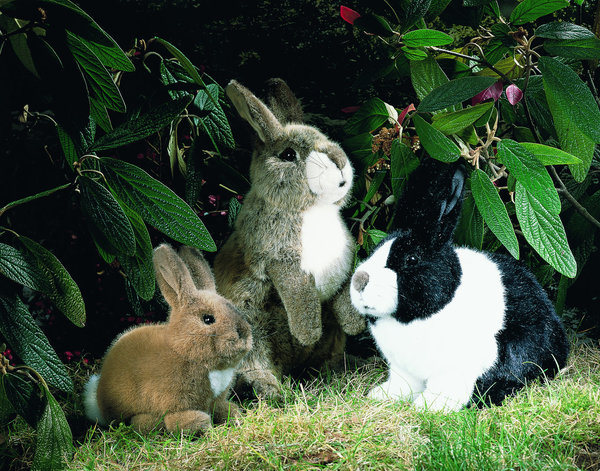 Kleines Kaninchen "Purzel" von Kösen 19 cm