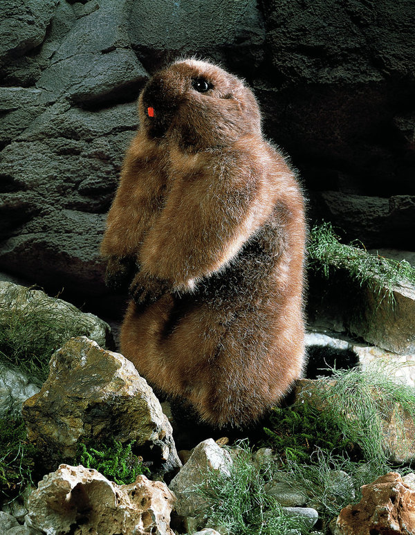 Groundhog, 34 cm, Kösen stuffed animal