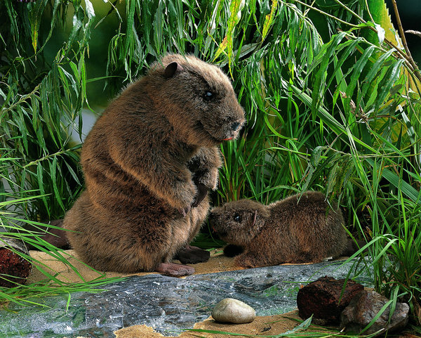 Beaver, Kösen stuffed animal 34 cm