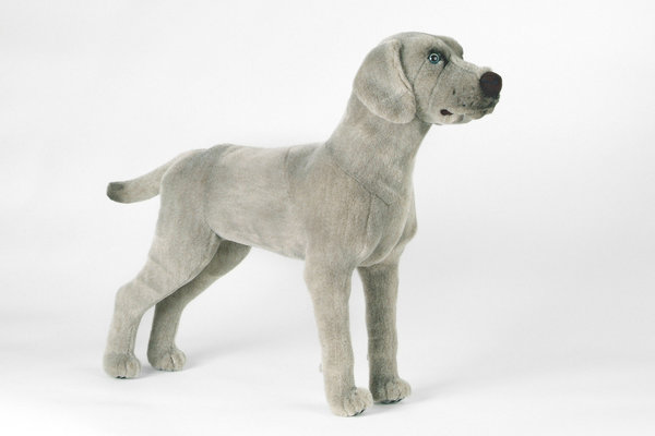 Hund Weimaraner, grau, 47 cm, Kösen-Tier